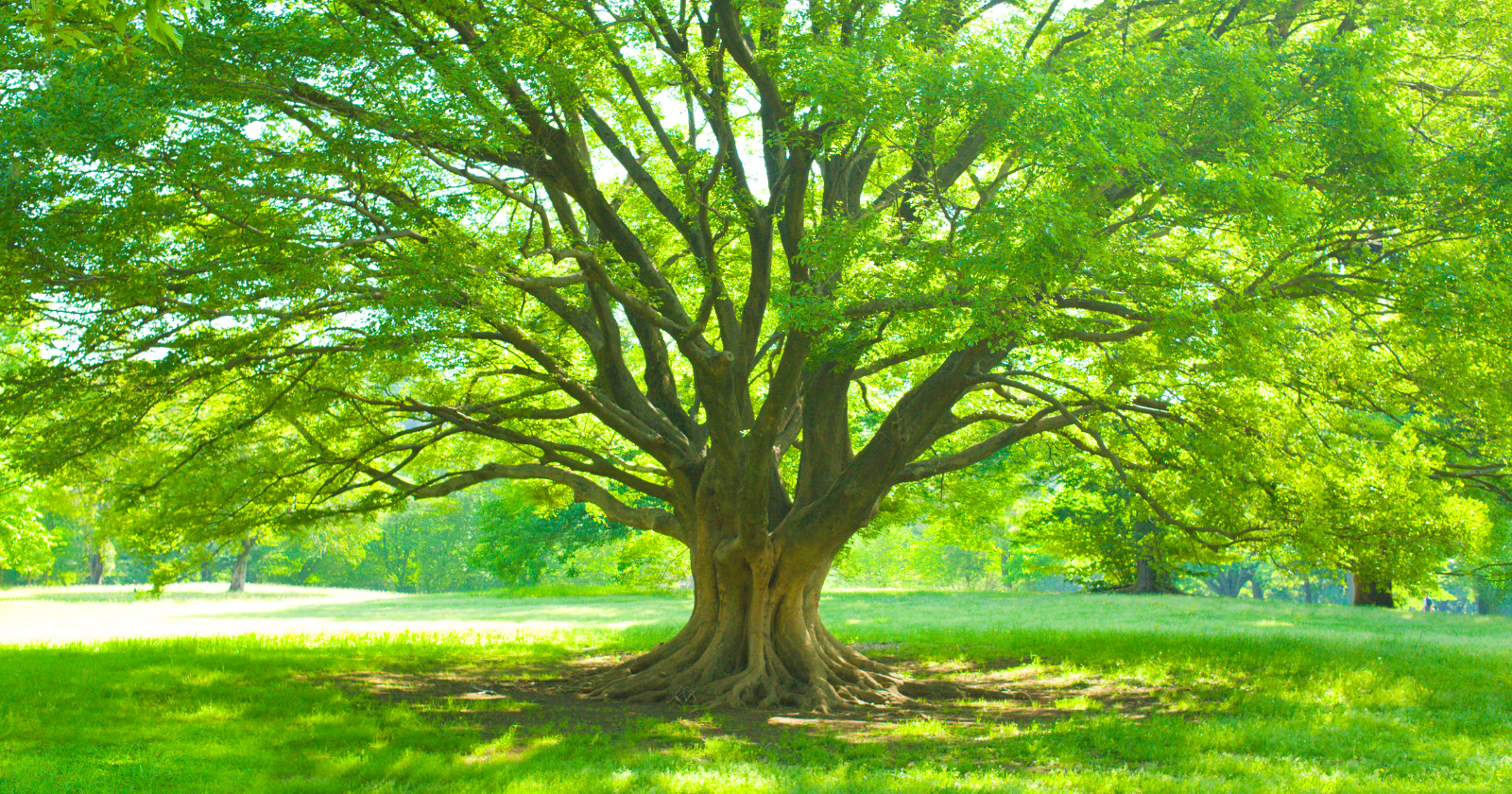 Best Trees For Oxygen
