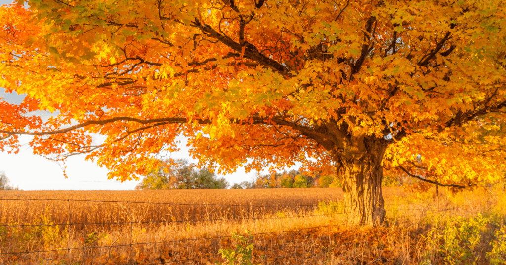 Best Trees For Oxygen - maple tree