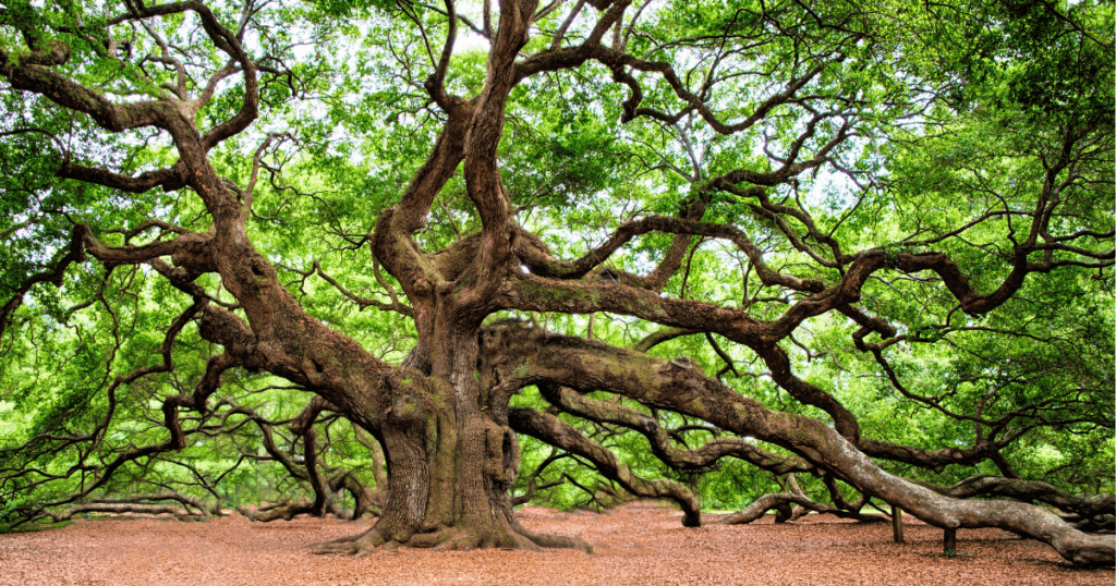 Best Trees For Oxygen