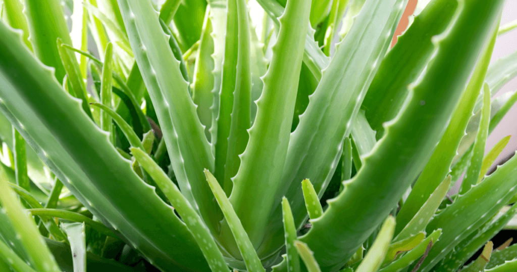 Best Indoor Plants For Oxygen- Aloe Vera