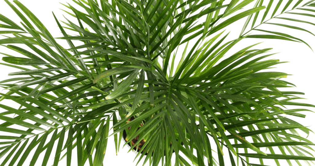 Best Indoor Plants For Oxygen- Areca Palm