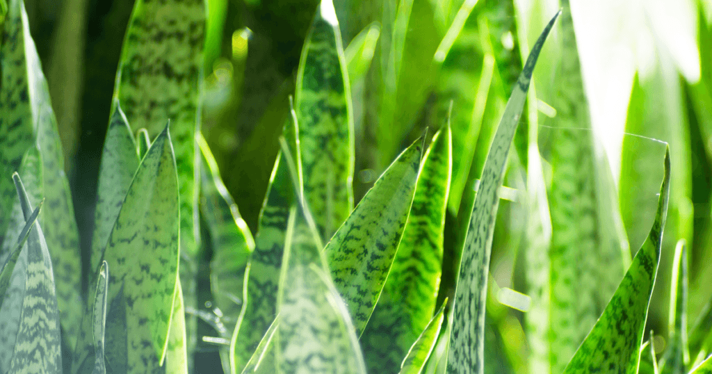 Best Indoor Plants For Oxygen- Snake Plant