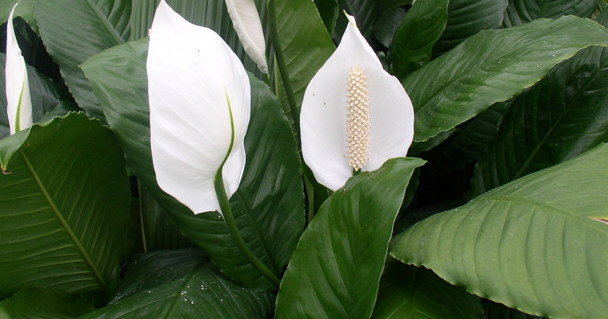 Best Indoor Plants For Oxygen-  Peace Lily