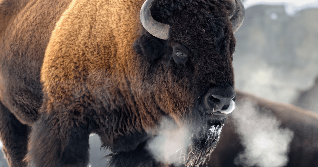 Can You Breathe Pure Oxygen-buffalo breathing in winter